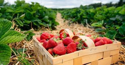 42 клубничных поля в Латвии, где можно собрать ягоды своими собственными руками - skuke.net - Латвия