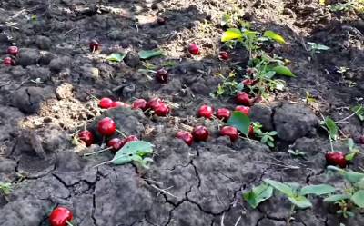 Урожай никому не нужен: фермеры массово уничтожают популярную черешню - ukrainianwall.com - Украина - Запорожская обл.