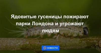 Ядовитые гусеницы пожирают парки Лондона и угрожают людям - news.mail.ru - Лондон