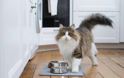 Отзывы ветеринаров о корме для кошек Royal Canin - korrespondent.net - Украина