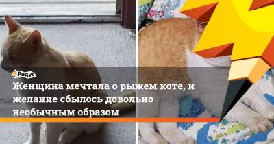 Женщина мечтала о рыжем коте, и желание сбылось довольно необычным образом - ridus.ru