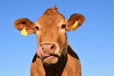 Исследование: бактерии внутри коровы могут расщеплять пластик и мира - cursorinfo.co.il