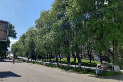 В Сыктывкаре на месте старых тополей посадили липы - bnkomi.ru - Сыктывкар