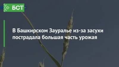 В Башкирском Зауралье из-за засухи пострадала большая часть урожая - bash.news - район Зауралья