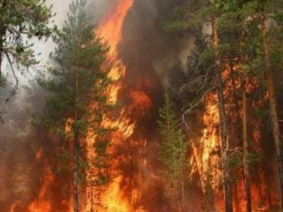 В США в пожарах уничтожено 400 гектаров леса - unn.com.ua - США - Украина - Киев - Канада - шт. Калифорния - штат Монтана - штат Орегон - штат Айдахо