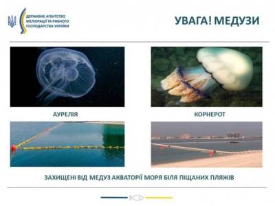 В Азовском море значительно больше медуз - unn.com.ua - Украина - Киев - Азовское Море