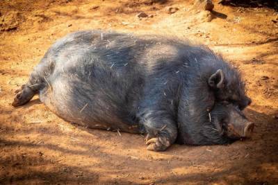 Исследование: дикие свиньи в мире производят столько же CO2, сколько 1,1 млн автомобилей - mk.ru - Антарктида