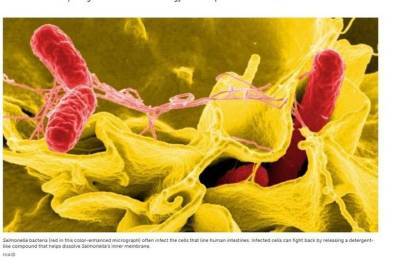 Science: неиммунные клетки человека производят мыло против бактерий - mk.ru