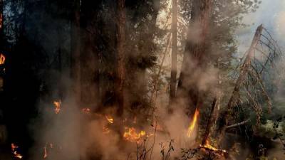 В ХМАО снизилась площадь лесных пожаров, но увеличилось число горящих районов - znak.com - Югра - р-н Советский - Березовск