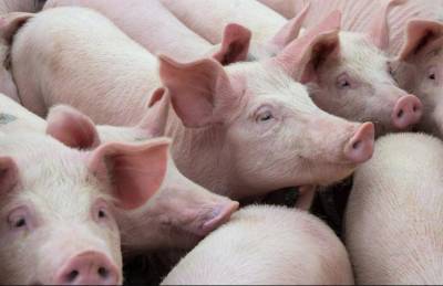 Число свиней в сельхозпредприятиях выросло почти на 8% - agroportal.ua - Украина