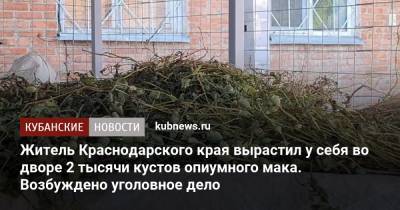 Житель Краснодарского края вырастил у себя во дворе 2 тысячи кустов опиумного мака. Возбуждено уголовное дело - kubnews.ru - Россия - Краснодарский край