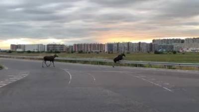 Питер Онлайн - Видео: двое лосят заблудились в Мурино - piter.tv - Санкт-Петербург - р-н Приморский