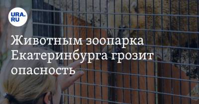 Животным зоопарка Екатеринбурга грозит опасность. Созвано экстренное совещание - ura.news - Екатеринбург