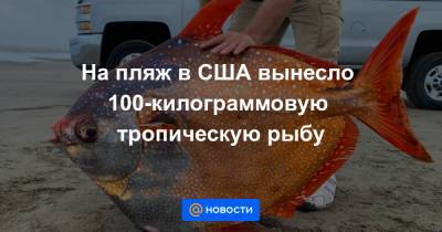 Анна Лысенко - На пляж в США вынесло 100-килограммовую тропическую рыбу - news.mail.ru - США - штат Орегон