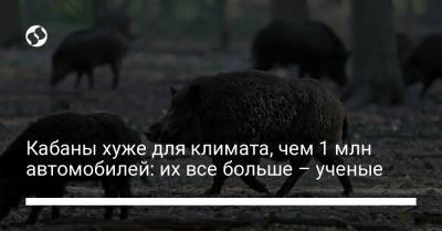 Кабаны хуже для климата, чем 1 млн автомобилей: их все больше – ученые - liga.net - Украина