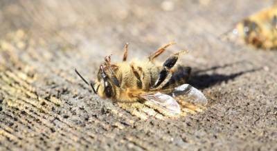В Глазовском районе зафиксировали массовую гибель пчёл - gorodglazov.com - респ. Удмуртия - район Глазовский