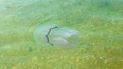 На украинских курортах начали борьбу с нашествием медуз (ВИДЕО) - enovosty.com