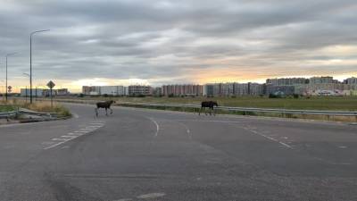 Автомобилистам в Мурино преградили дорогу дикие лосята - neva.today - Санкт-Петербург