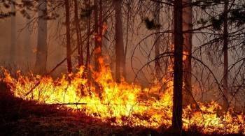 В Вологодской области лесные пожары тушат 300 человек - vologda-poisk.ru - Россия - Вологодская обл.