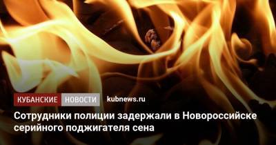 Сотрудники полиции задержали в Новороссийске серийного поджигателя сена - kubnews.ru - Сочи - Краснодарский край - район Центральный - Новороссийск