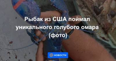 Рыбак из США поймал уникального голубого омара (фото) - news.mail.ru - США - шт. Массачусетс