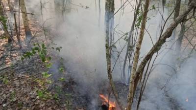 С начала года в Ленобласти произошло более 4000 пожаров в населенных пунктах и 309 - в лесах - piter.tv - Ленинградская обл.