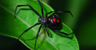 Питер Паркер - Живущие среди нас: топ-6 самых ядовитых пауков планеты - ren.tv
