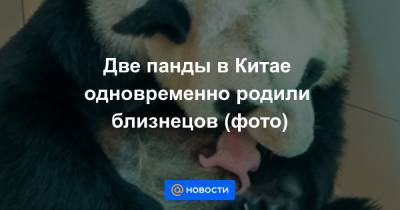 Две панды в Китае одновременно родили близнецов (фото) - news.mail.ru - Китай