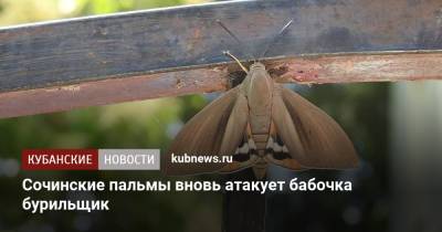 Сочинские пальмы вновь атакует бабочка бурильщик - kubnews.ru - Сочи - Краснодарский край