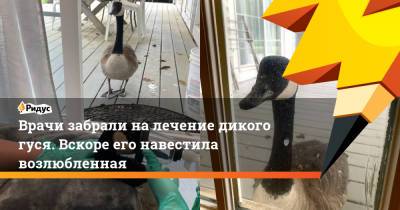 Врачи забрали на лечение дикого гуся. Вскоре его навестила возлюбленная - ridus.ru - США - шт. Массачусетс