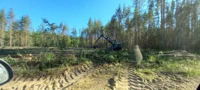 Жители Сыктывдинского района жалуются на вырубку мест сбора дикоросов - bnkomi.ru - респ. Коми - район Сыктывдинский
