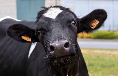 В Украине прекратили вырезать коров на фермах - agroportal.ua - Украина - Запорожье