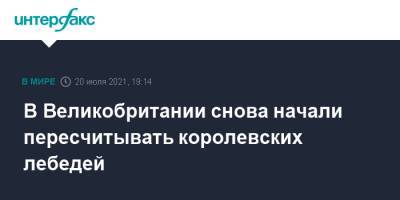Елизавета II - В Великобритании снова начали пересчитывать королевских лебедей - interfax.ru - Москва - Англия - Великобритания