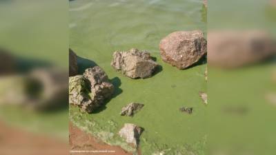 Сине-зеленые водоросли размножились в водоемах Петербурга из-за аномальной жары - inforeactor.ru - Ленинградская обл. - Санкт-Петербург