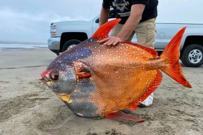 В США на берег выбросило 45-килограммовую «лунную» рыбу - ukrpost.biz - США - штат Орегон