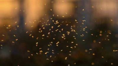 "Могут загрызть насмерть человека": полчище комаров в морпорту Одессы сняли на видео - novostiua.news - Украина - Одесса - Одесса