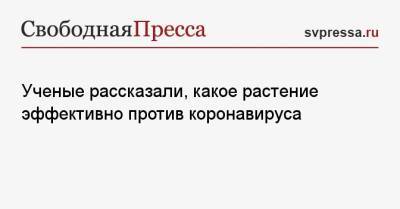 Ученые рассказали, какое растение эффективно против коронавируса - svpressa.ru