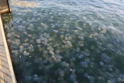 Почему медузы и блохи заполонили наше Черное море - kp.ua - Украина - Экология