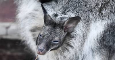 Светлана Акулова - В Московском зоопарке родился детеныш карманных кенгуру - moslenta.ru