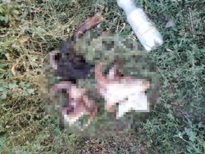 На публичную бойню и разбросанные внутренности животных пожаловались ростовчане - privet-rostov.ru - Ростов-На-Дону