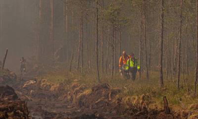 Сколько леса в Карелии горит сегодня: есть новые пожары - gubdaily.ru - Беломорск - Медвежьегорск - республика Карелия