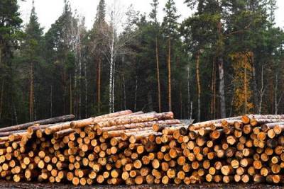 Российские инвесторы предложили приватизировать лес - argumenti.ru - Новая Зеландия - Дальний Восток