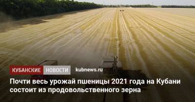 Почти весь урожай пшеницы 2021 года на Кубани состоит из продовольственного зерна - kubnews.ru - Краснодарский край