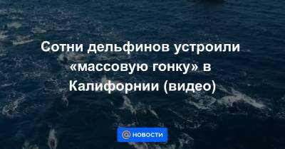 Сотни дельфинов устроили «массовую гонку» в Калифорнии (видео) - news.mail.ru - шт. Калифорния