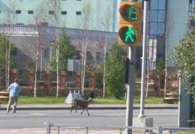 На Ямале баран сбежал с жертвоприношения на праздновании Курбам-байрам - znak.com