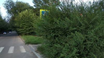На ул. Литвинова знак пешеходного перехода потерялся в ветвях - penzainform.ru