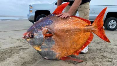45-килограммовую рыбу-луну выкинуло на пляж в США - techno.bigmir.net - США - Washington - штат Орегон