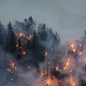 В РФ растет площадь лесных пожаров - reporter-ua.com - Россия - Украина - район Суоярвский - республика Карелия