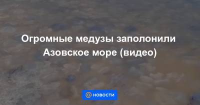 Огромные медузы заполонили Азовское море (видео) - news.mail.ru - Краснодарский край - Ейск