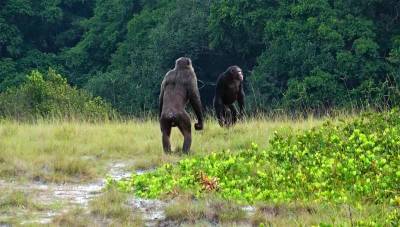 Максим Планк - Планета обезьян: Шимпанзе пошли войной на горилл - techno.bigmir.net - Германия - Габон